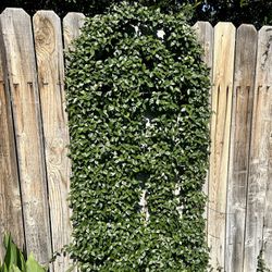Honeysuckle Ground Cover Can Be Trained to Climb Tap See More for All Info