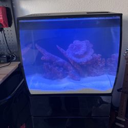 Established Tank 15g