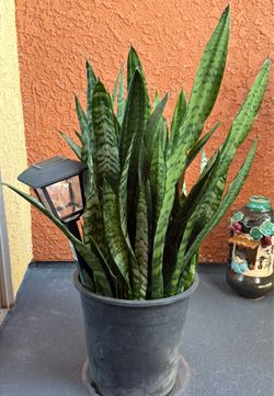 Snake Plant