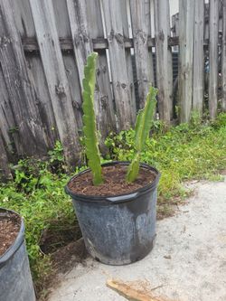 Dragonfruit potted plant