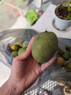 Sweet Small Mangoes