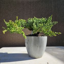 Old Juniper Nana Bonsai Tree