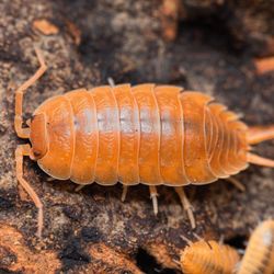 Porcellio Laevis Orange isopod