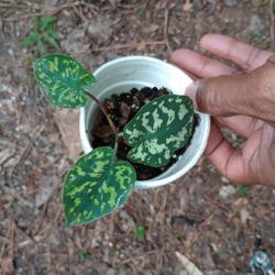 Frogs In The Blender Alocasia Plants (small) Read Description Below