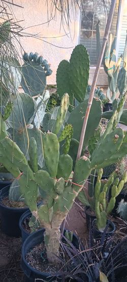 Nopales plant.