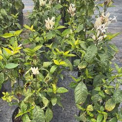 White Candle Plant – 3 Gallon Tropical Flowering Shrub 🤍🌿