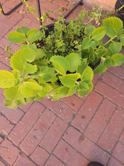 Plant Give Me A Offer 