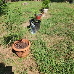 Chase Tree Aka VITEX TREES 