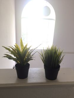 Set of 2 plants for sale