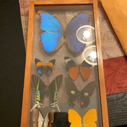 7 Framed Real Butterfly Peru