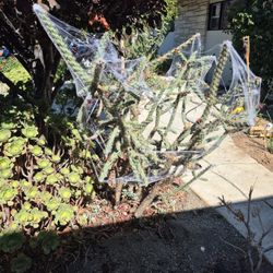 Cactus and Succulents Free