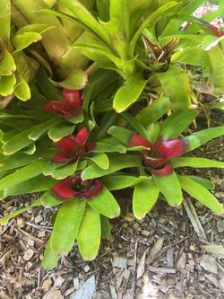 Bromeliads Tropical Plants