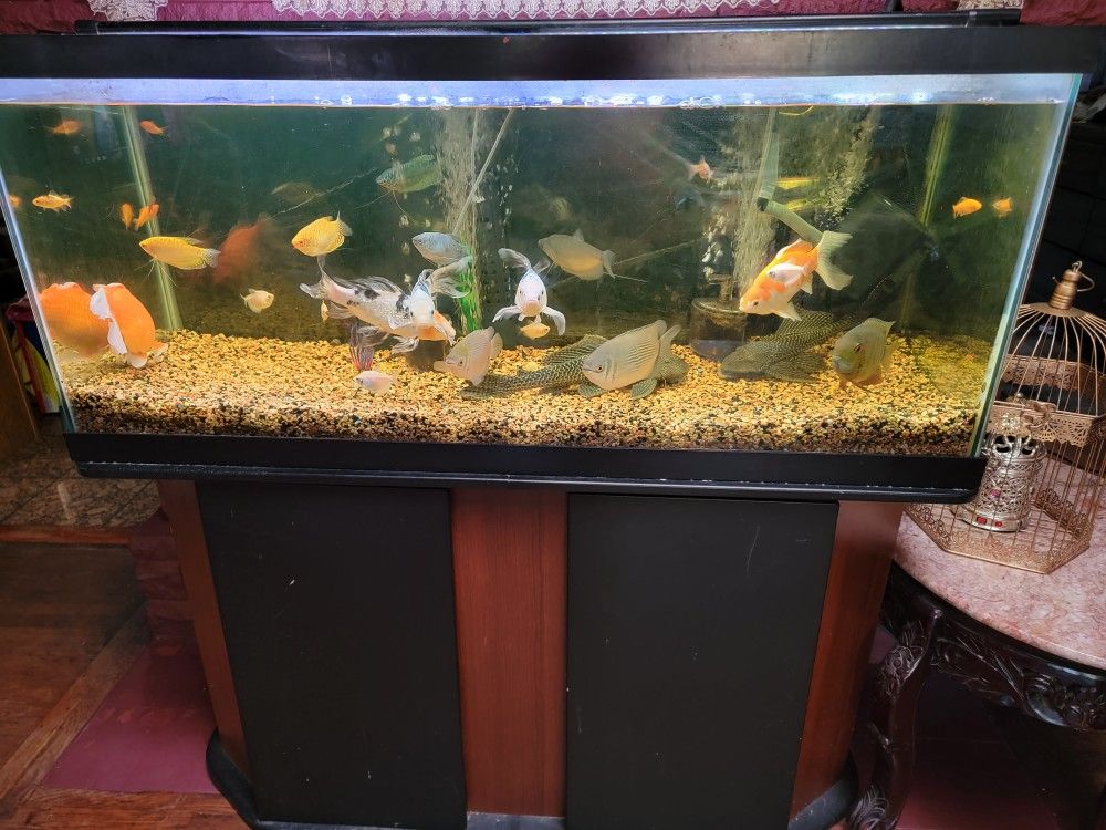 Fish tank with stand