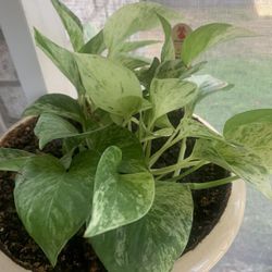 Plant for you!   please !