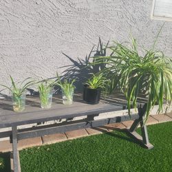 Spider Plant Spawns For Sale