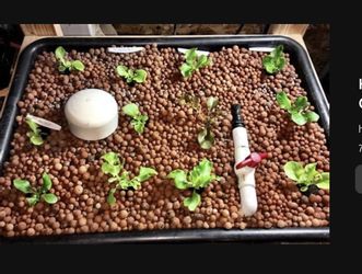 Hydroton Media Hydroponics