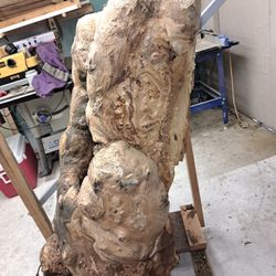 Maple burl stump