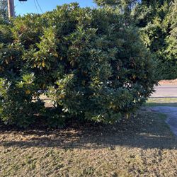 Bush/shrub/flowery Tree