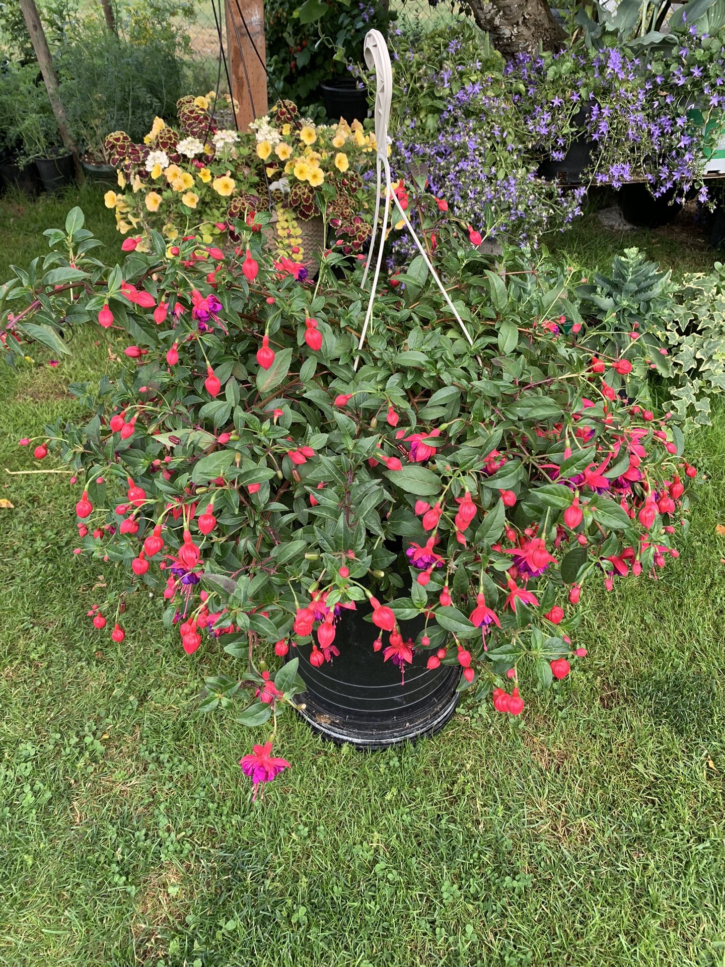 Outdoor Fuchsia