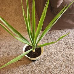 Yucca Plant