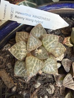 Haworthia ‘Amazoness’ Renny Wong Hybrid