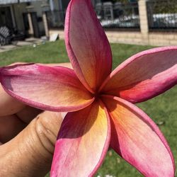 Plumeria Tree 