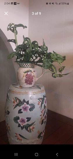 Monstera Swiss Plants