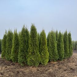 Emerald Green Arborvitae