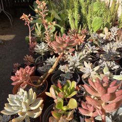 Succulents Plants 4’inch 🪴🌵