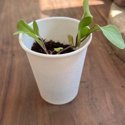 Organic Arugula Plant Garden