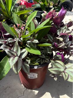 plants / plantas
