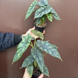 4” Alocasia Dragón Scale