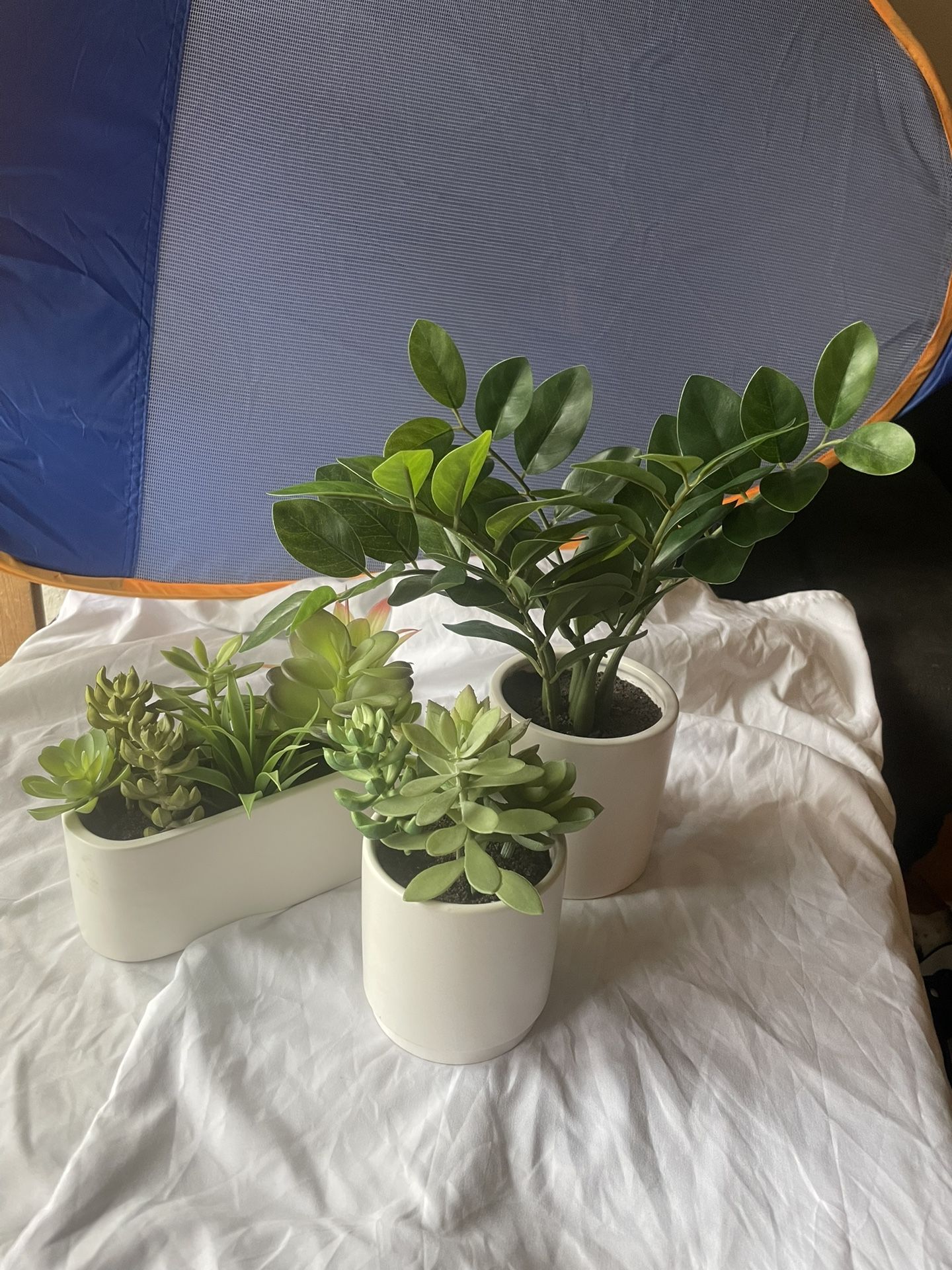 Set Of Succulent Plants Fake
