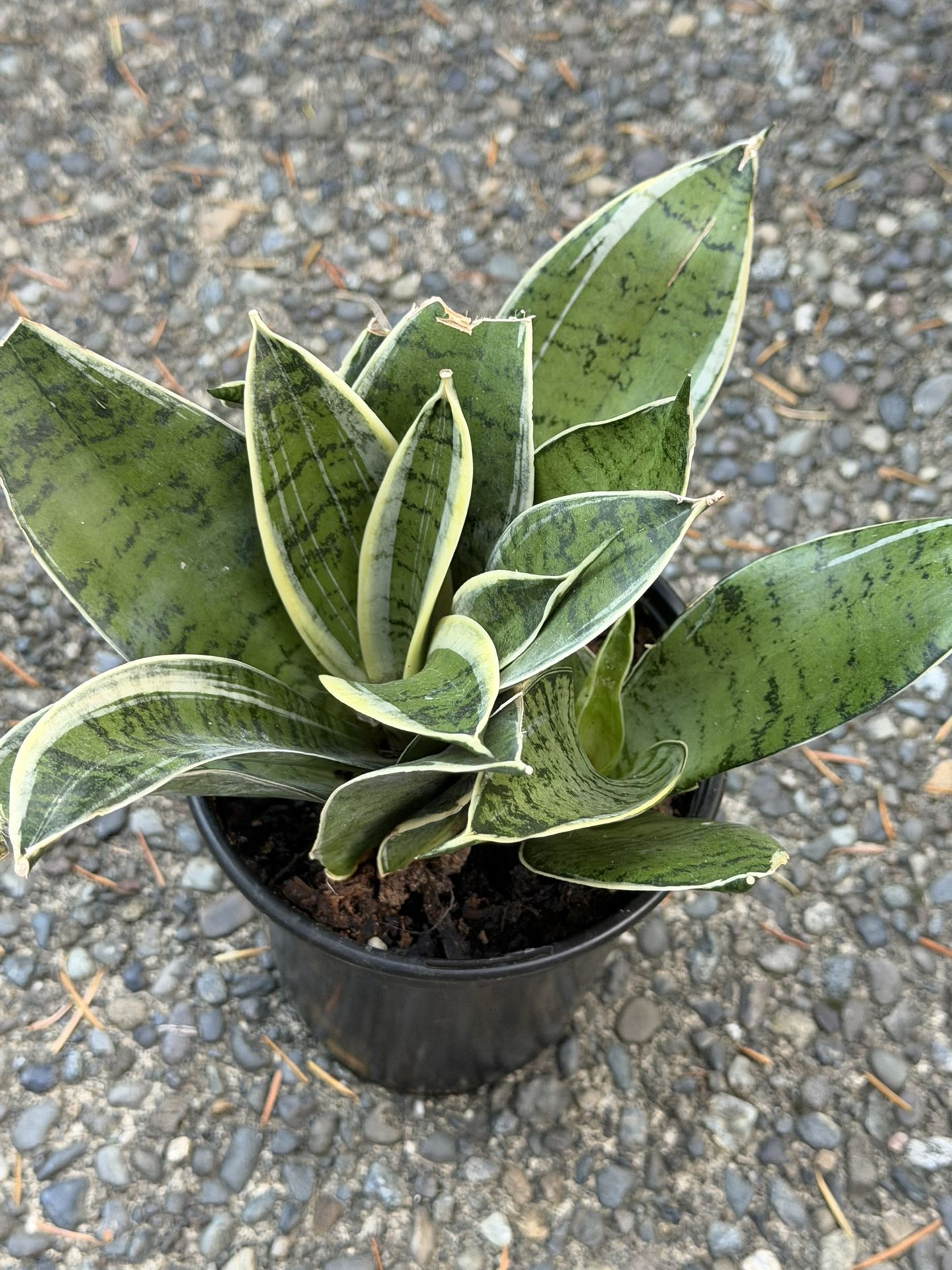 Moonshine Snake Plant