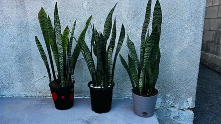 Snake Plants in Pots – Set of 3