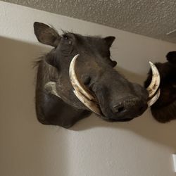 Taxidermy Mounts 