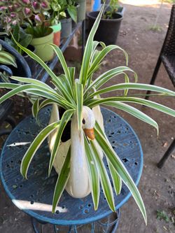 Vintage Swan Planters with Spaider Plant