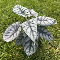 ALOCASIA SILVER DRAGON (“6 Pot) Exotic, Rare, Interesting 