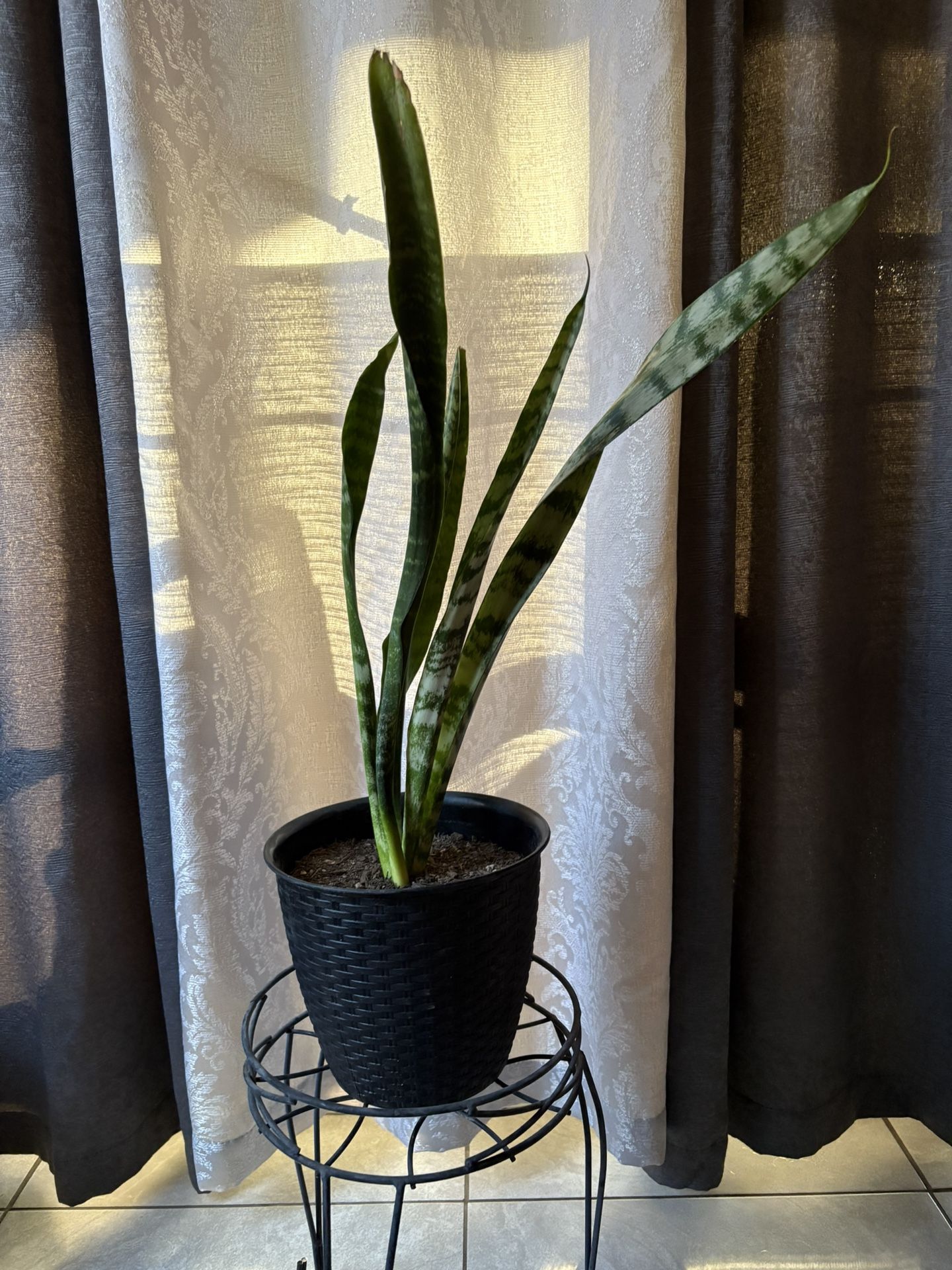 Snake Plant 