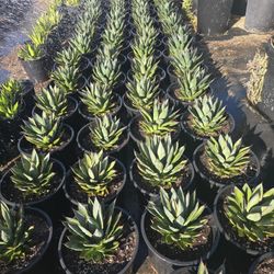 Agave Blue Glow