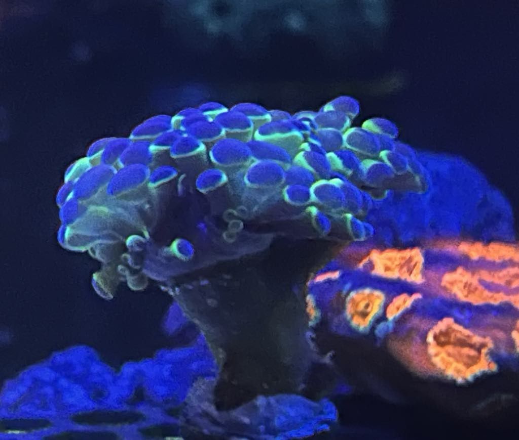 Hammer Coral