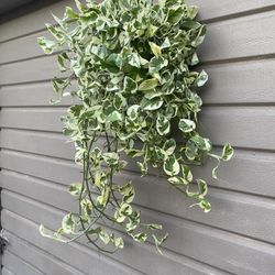 6” enjoy pothos 45” long full and trailing