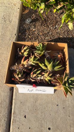 Free succulent cuttings