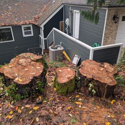 Free Maple Logs Firewood