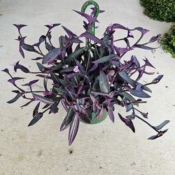 Purple Wandering Jew Beautiful and Healthy HANGING BASKETS PLANTS ARRIVED. $14 each