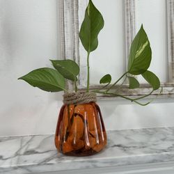 Golden Pothos In Water In A Pumpkin Vase 