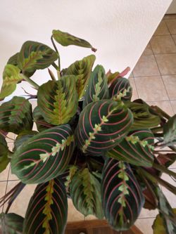 ❤️ Red Maranta Plant (Prayer Plant)  Indoor Plant❤️🌿
