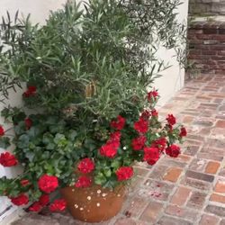 Free - Large Potted Plants 