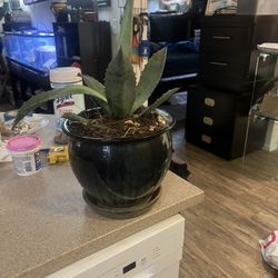 Very Nice Live Blue Agave In Brand New Ceramic Vase