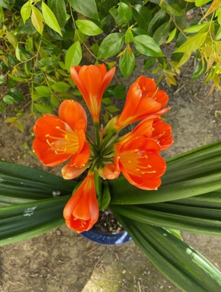 Clivia live plant with pot